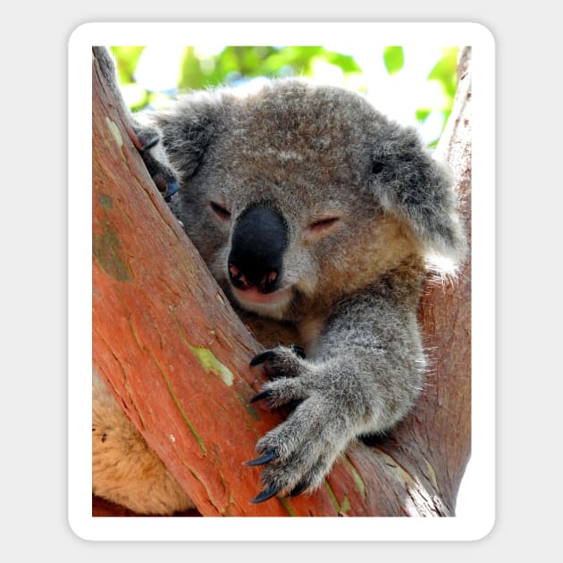 Koala Sticker by kirstybush